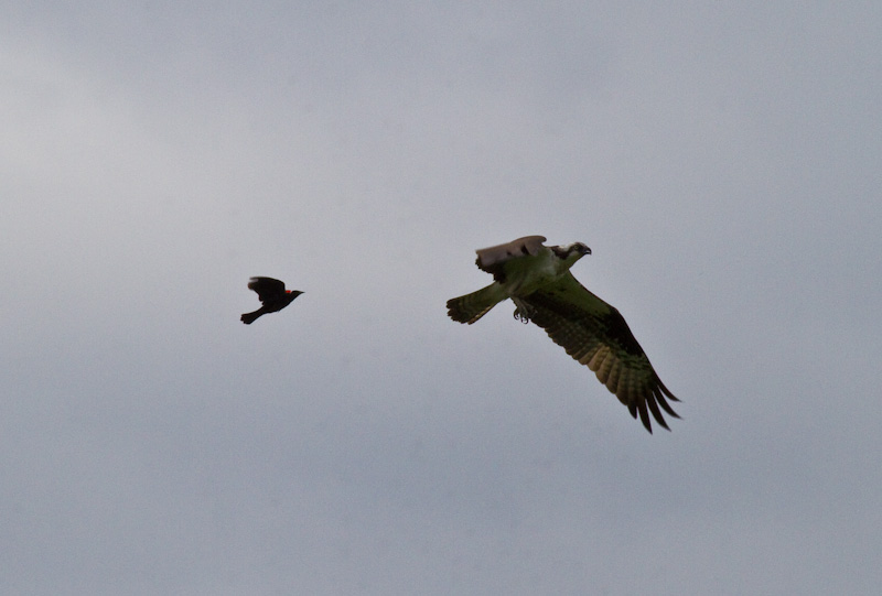 Osprey Being Chased By Red-Winged Blackbird